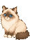 랙돌