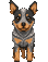 오스트레일리안 캐틀독